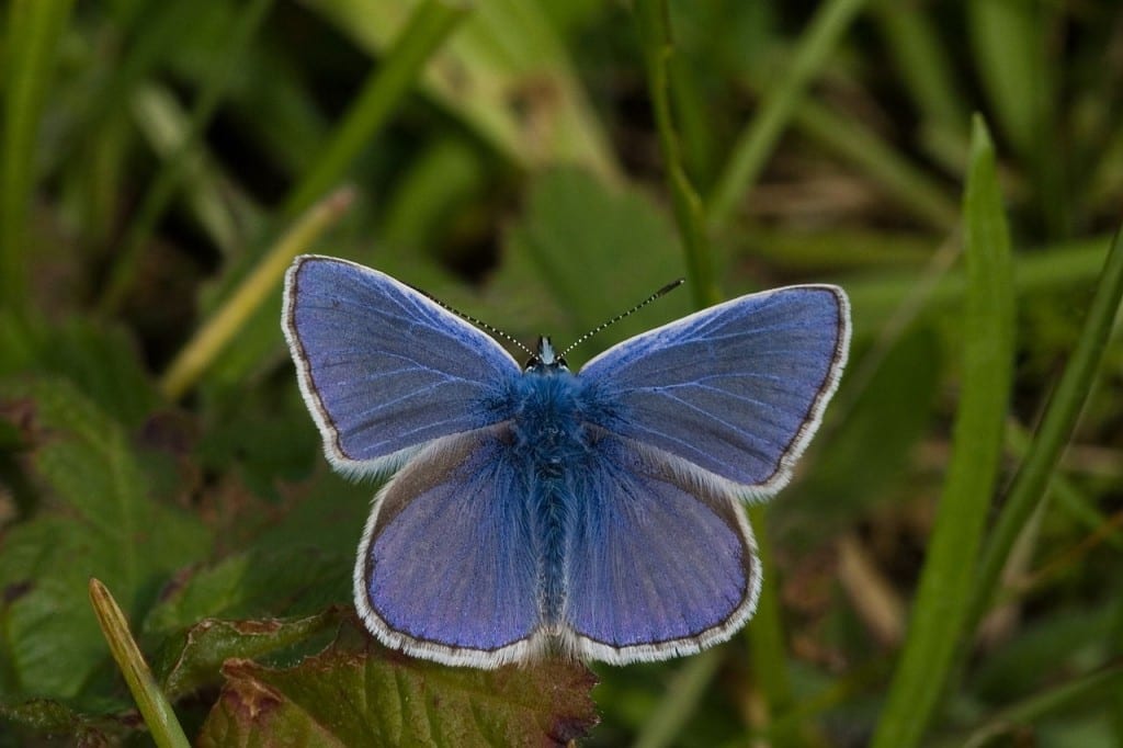 vlinder, icarusblauwtje