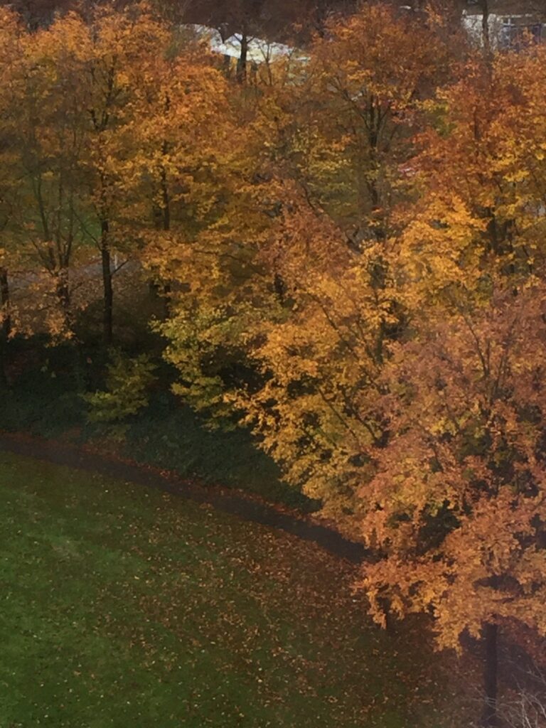 img_2256 November bomen