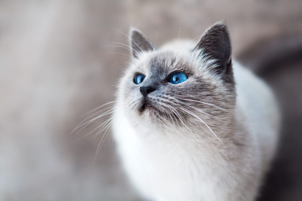 Heel blauw die ogen van die kat