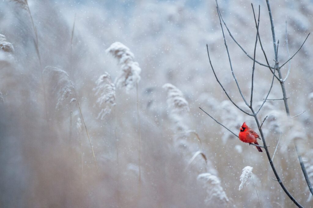 koud in de winter