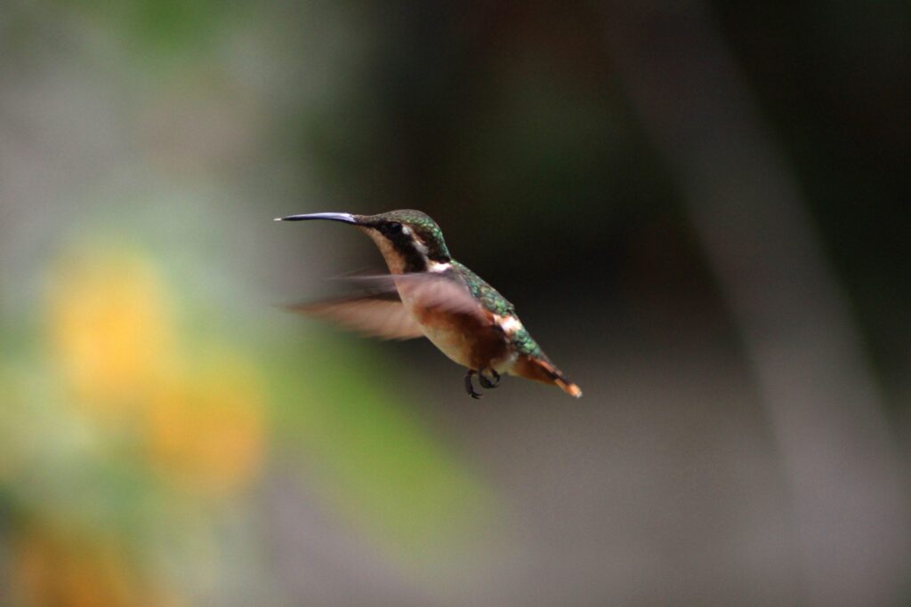 Kolibries vliegen heel snel