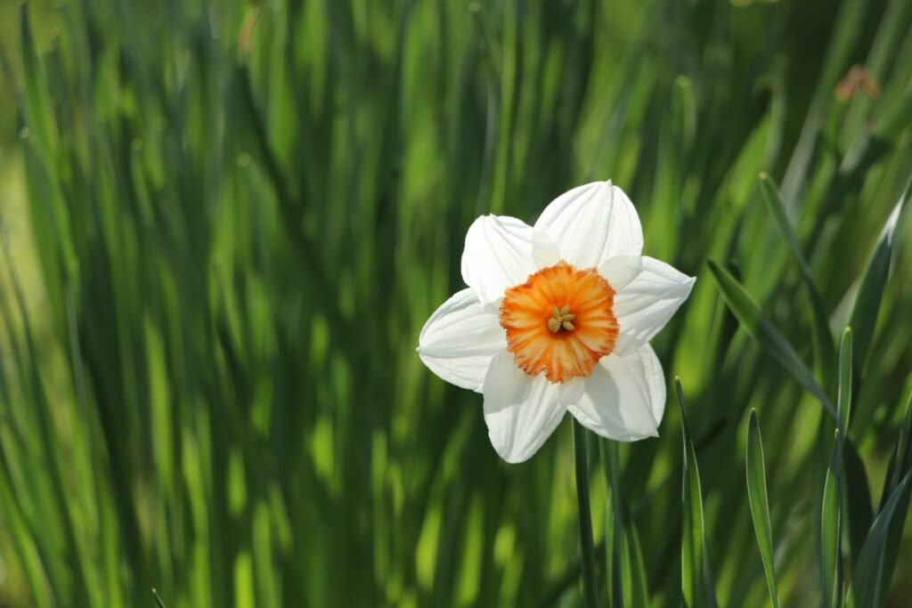 narcist, genoemd naar de bloem Narcis