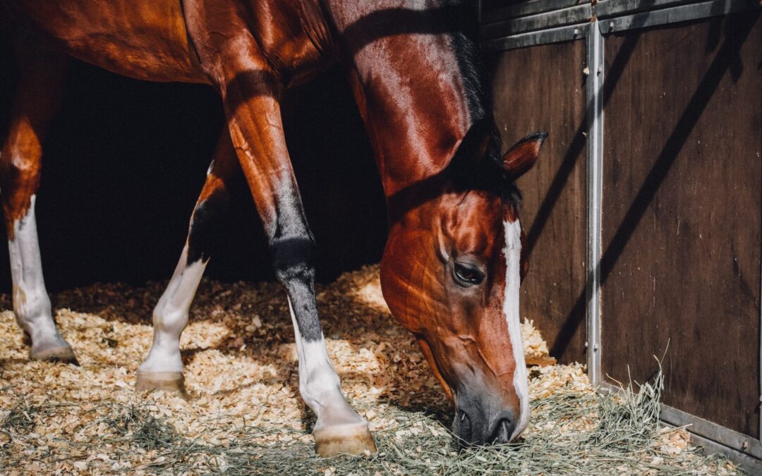 Spreekwoord 1: paardje ruikt zijn stal