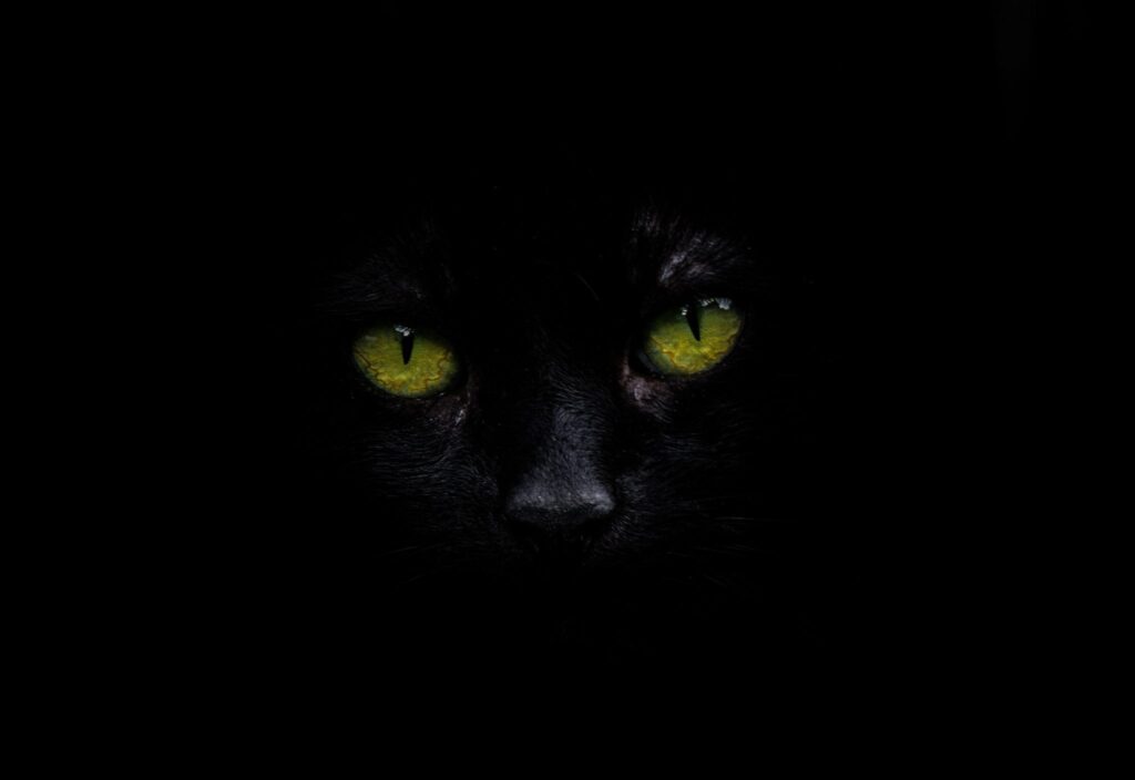 de kat de bel aanbinden