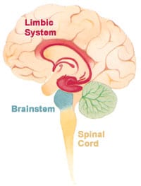Het limbisch systeem in de hersenen