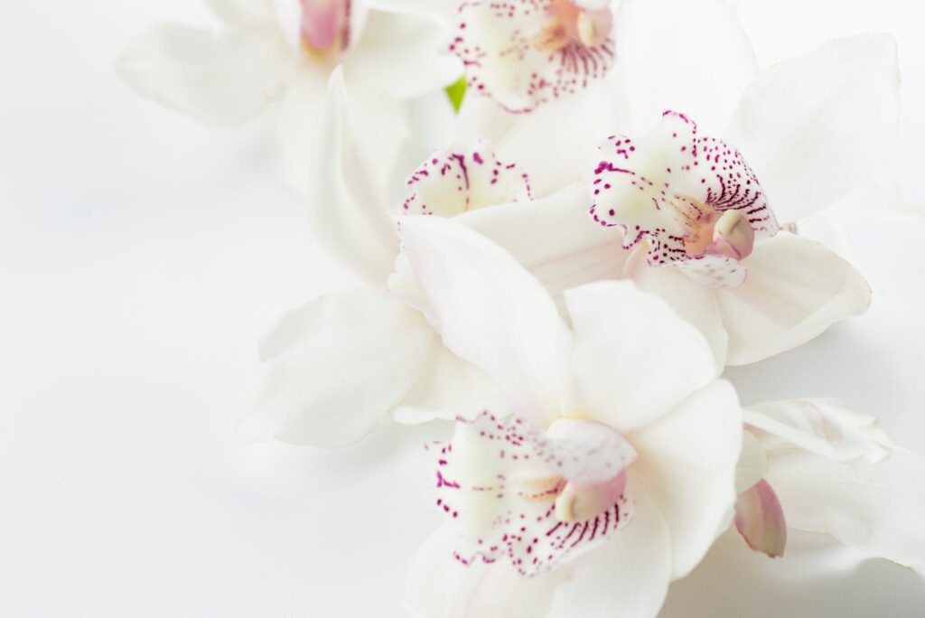 joanna-kosinska-61432-unsplash