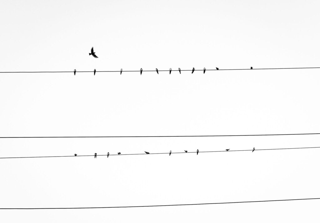 Vogels op een elektriciteitslijn met een blanco achtergrond