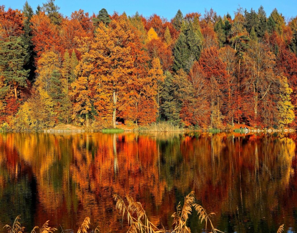 Herfst: de herfstkleuren in de bomen