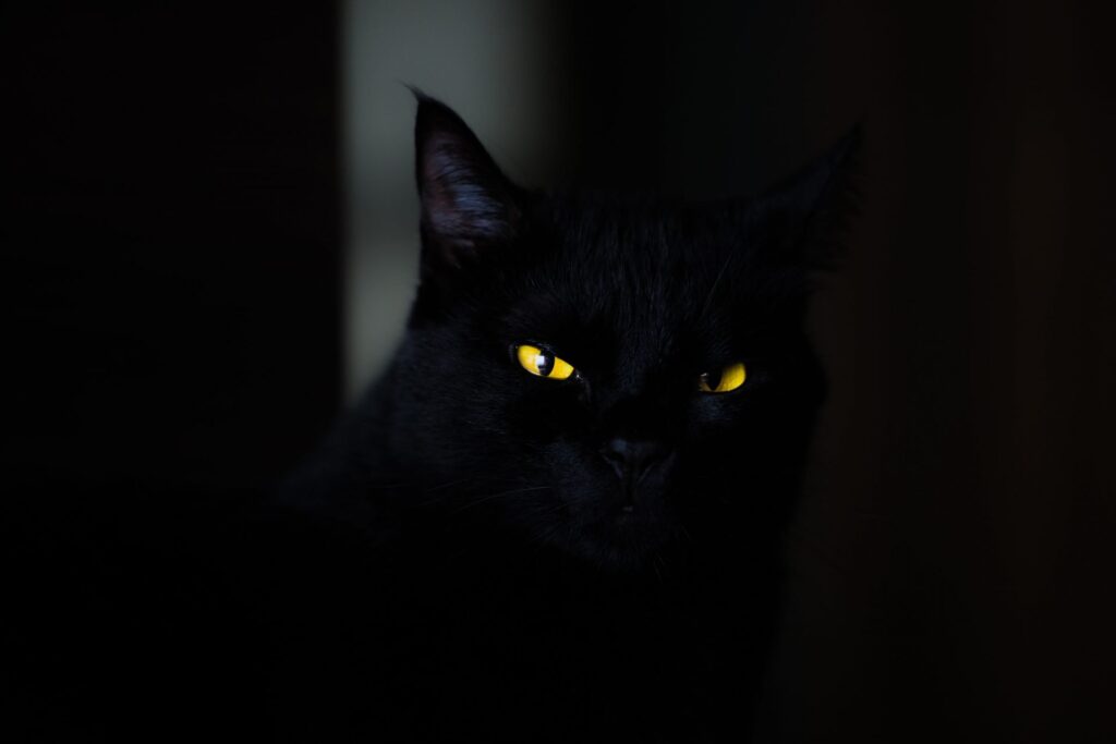 kattenogen